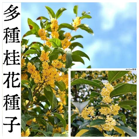 桂樹種植|盆栽桂花這樣種，滿園四季飄香！